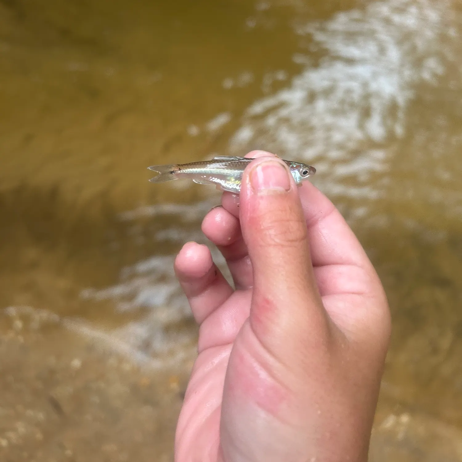The most recent Rough shiner catches on Fishbrain