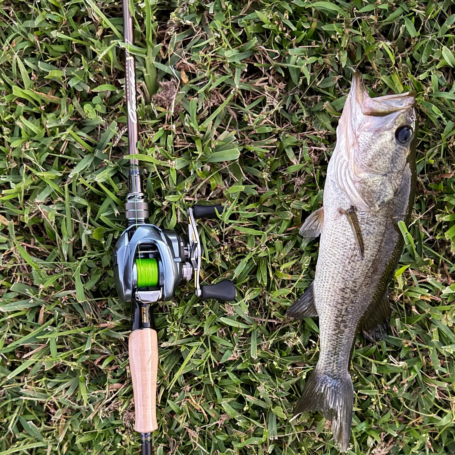 Largemouth bass caught on Fishbrain