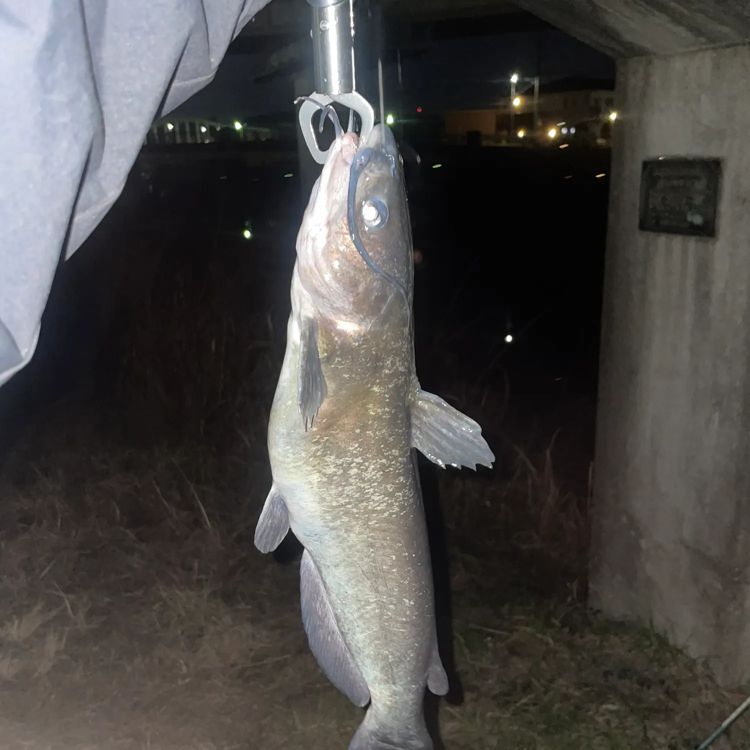 The most recent Channel catfish catches on Fishbrain