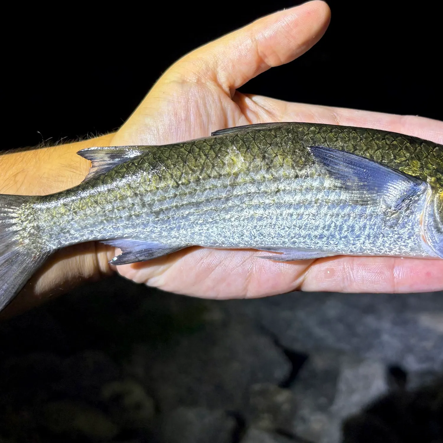 Striped mullet caught on Fishbrain