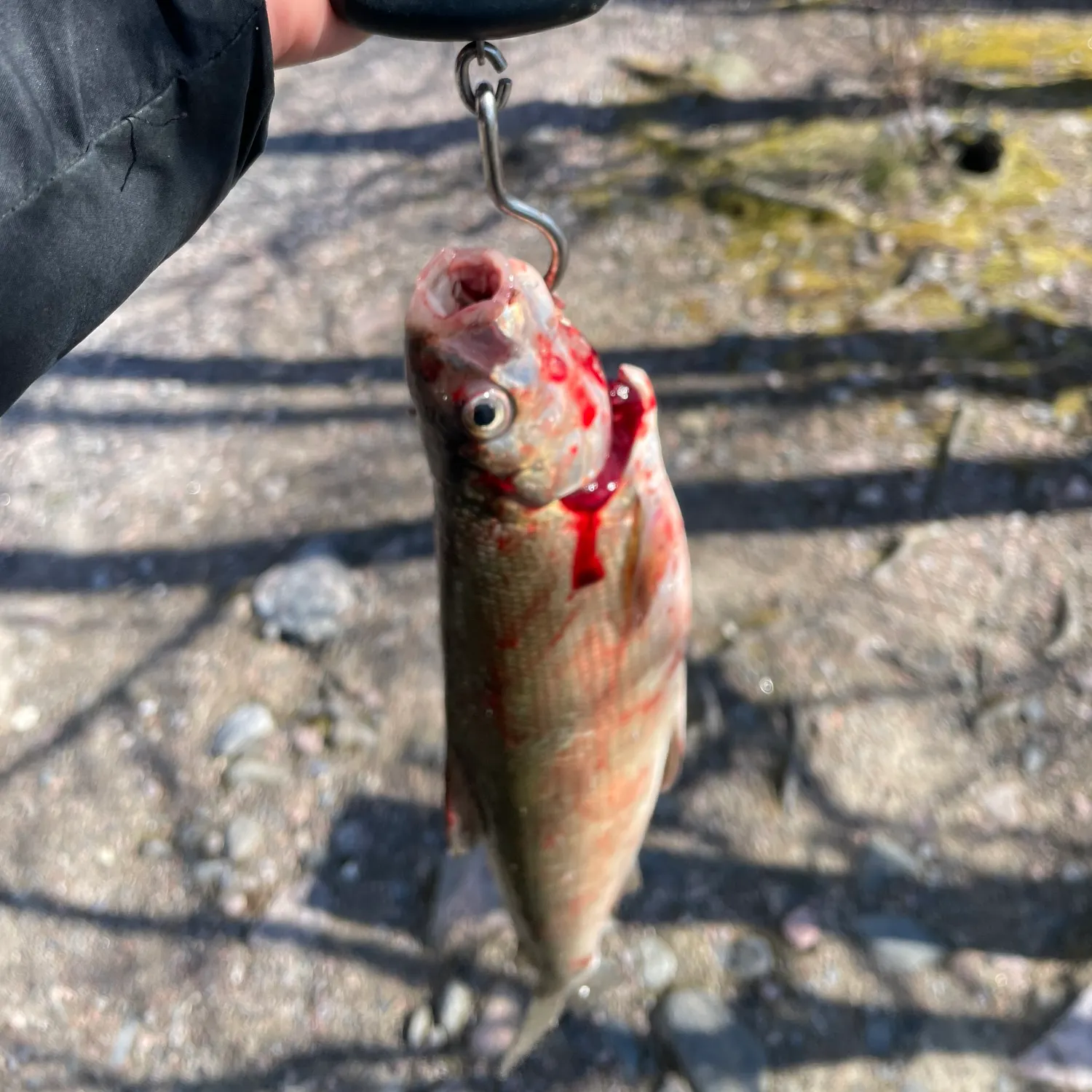 The most recent Lake whitefish catches on Fishbrain