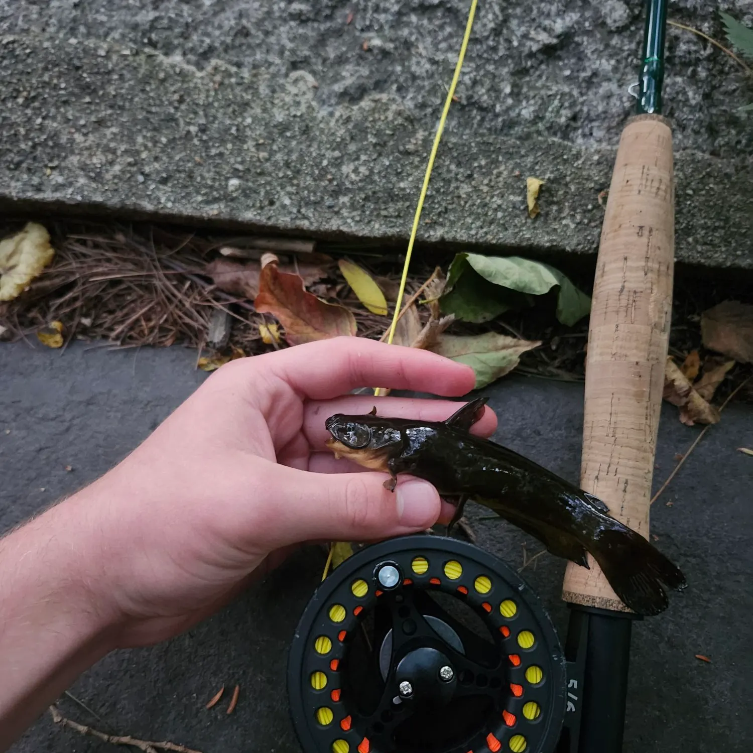 Black bullhead caught on Fishbrain