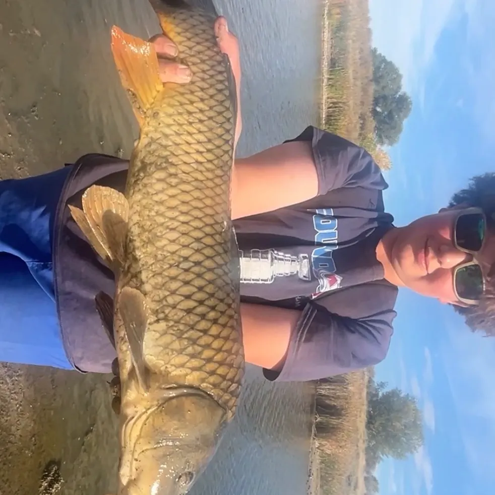 Common carp caught on Fishbrain