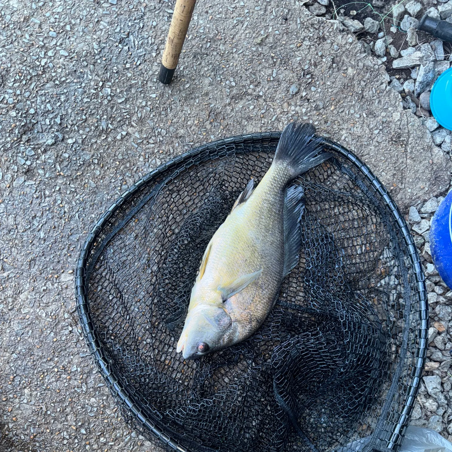 Freshwater drum caught on Fishbrain