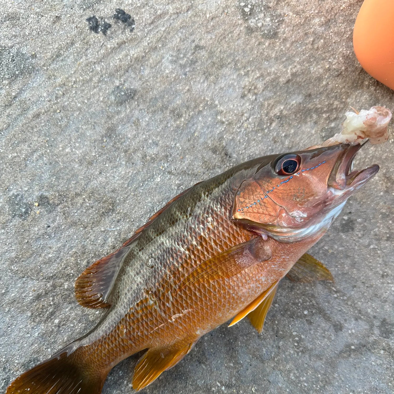 The most recent Schoolmaster snapper catches on Fishbrain