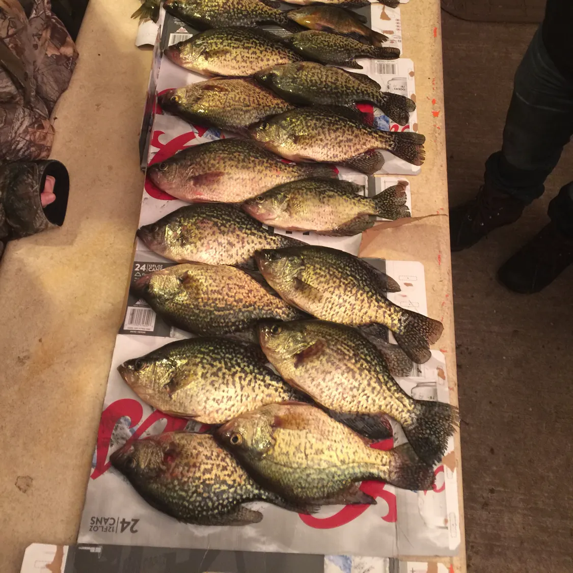 recently logged catches