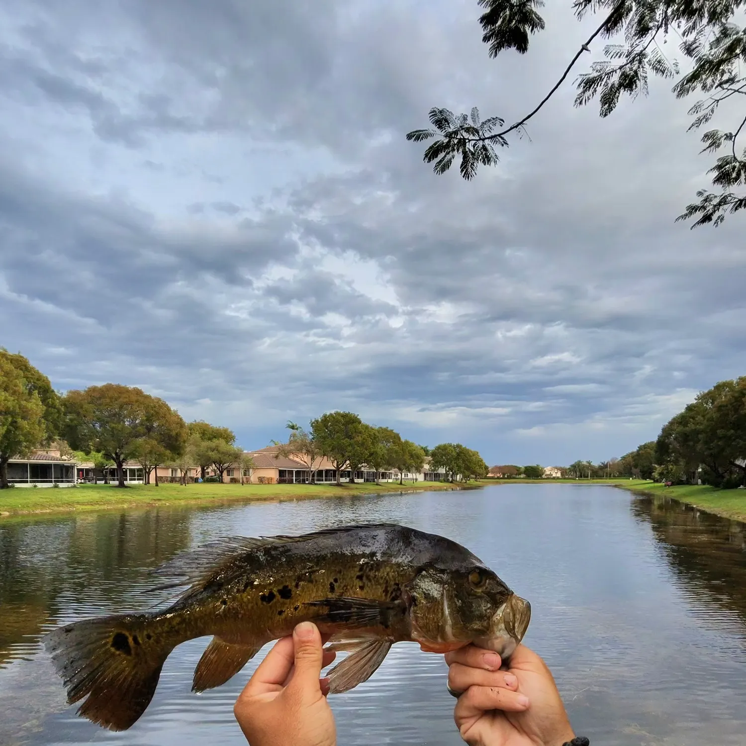 The most recent Butterfly peacock bass catches on Fishbrain
