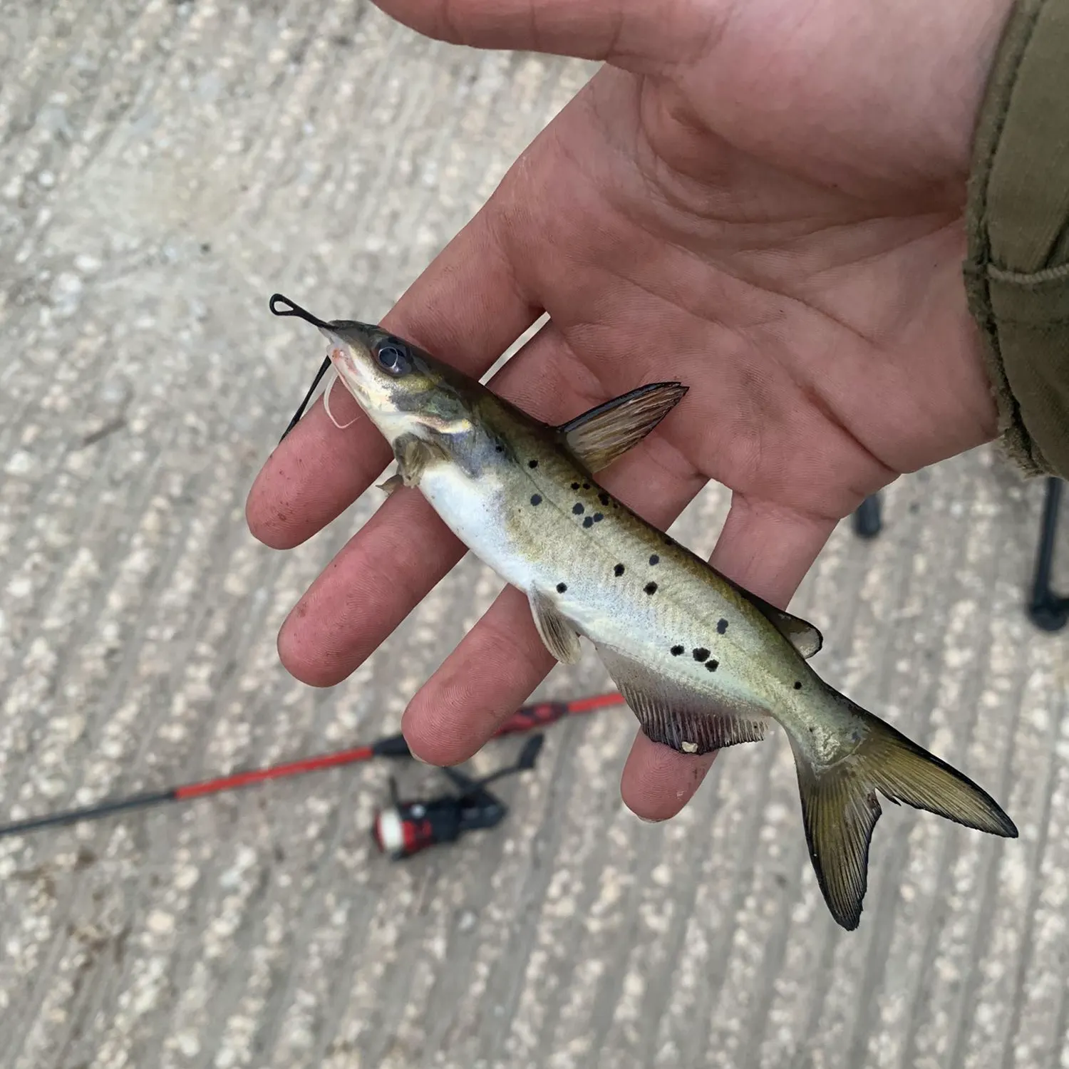 Channel catfish caught on Fishbrain