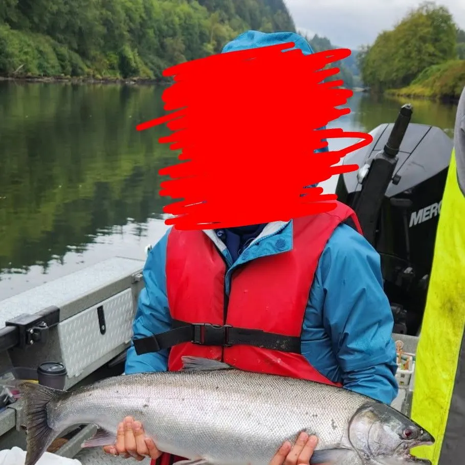 The most recent Coho salmon catches on Fishbrain