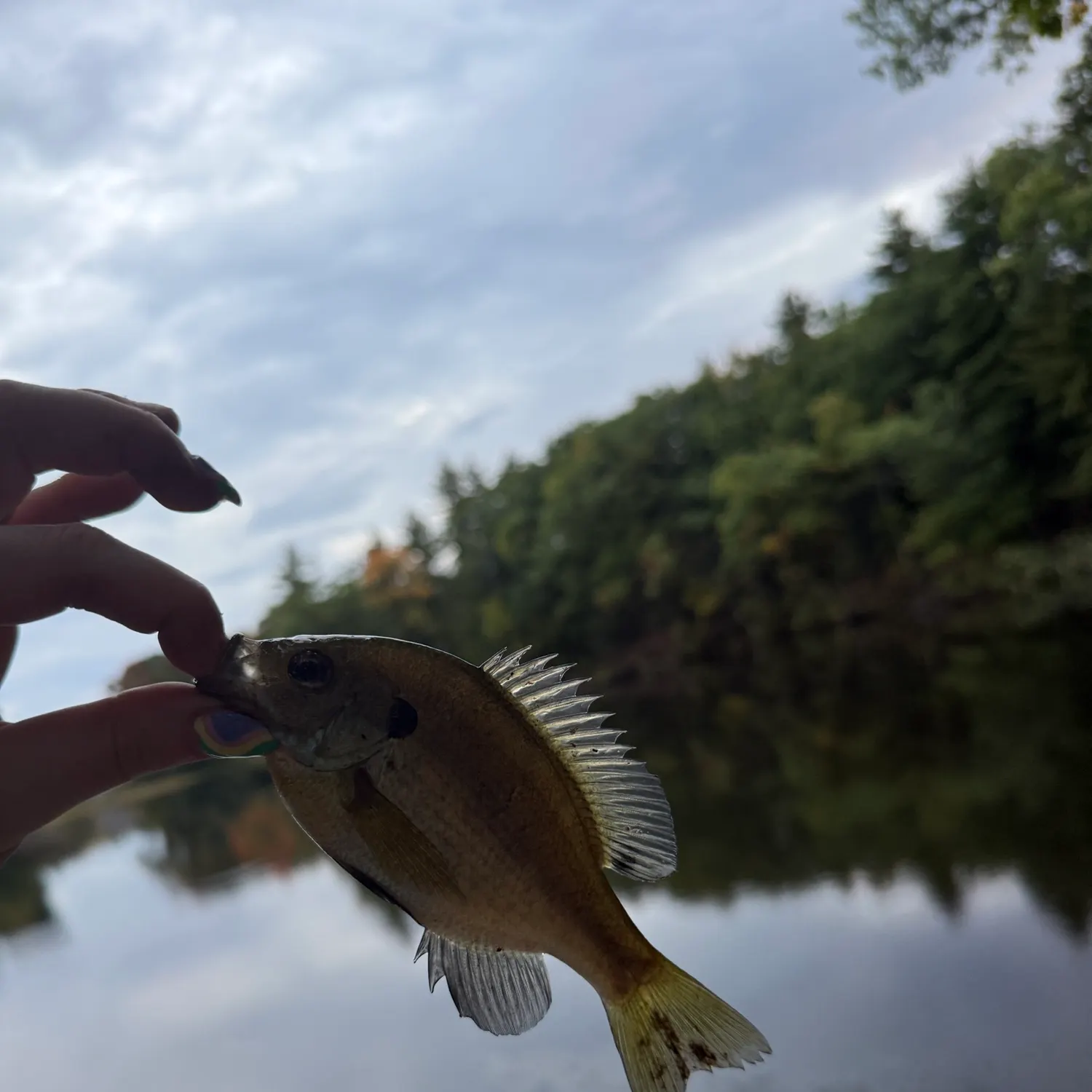 Bluegill caught on Fishbrain