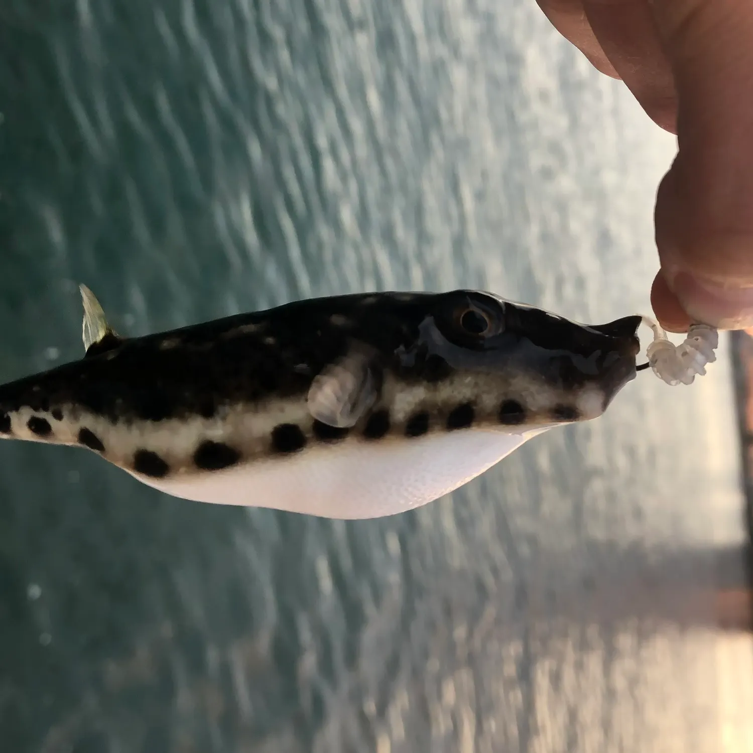 The most recent Bandtail puffer catches on Fishbrain