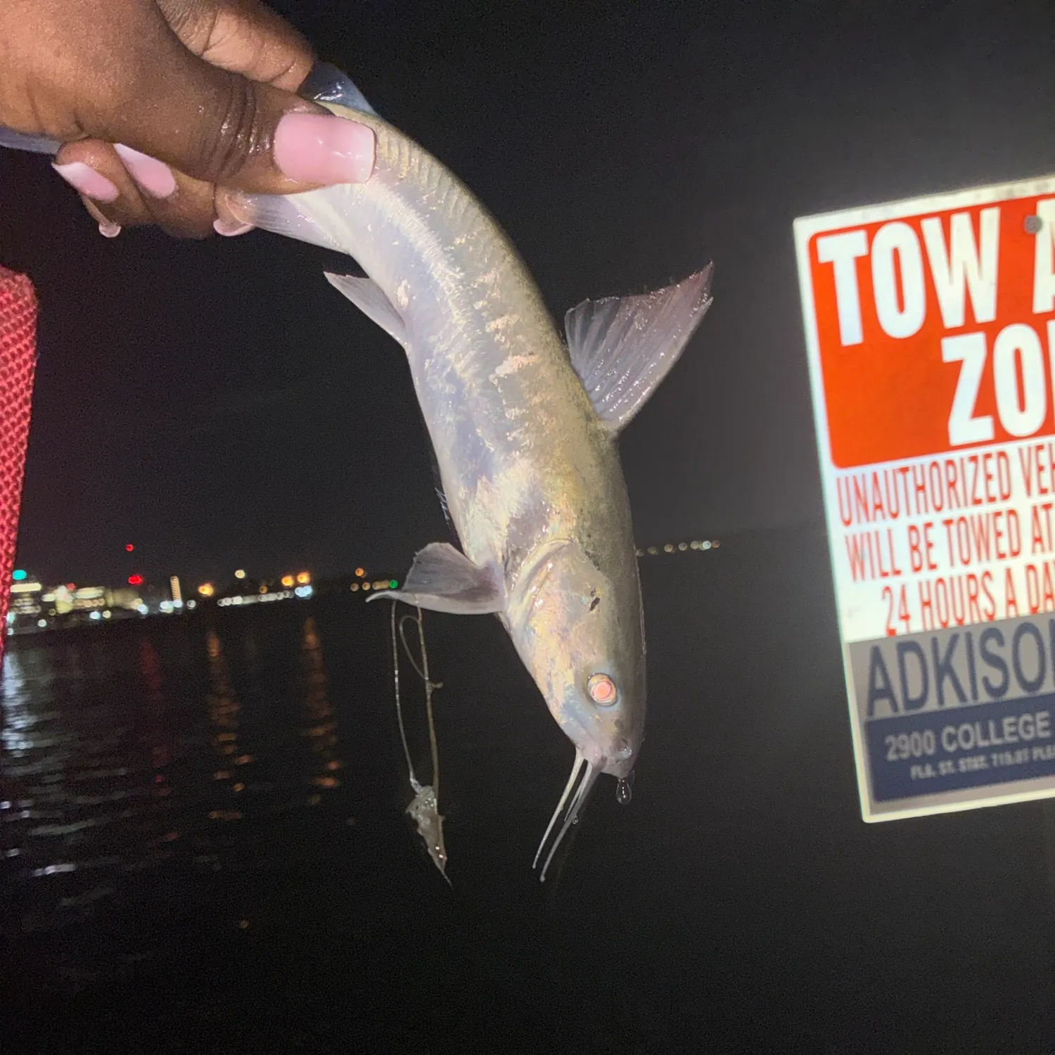 Hardhead sea catfish caught on Fishbrain