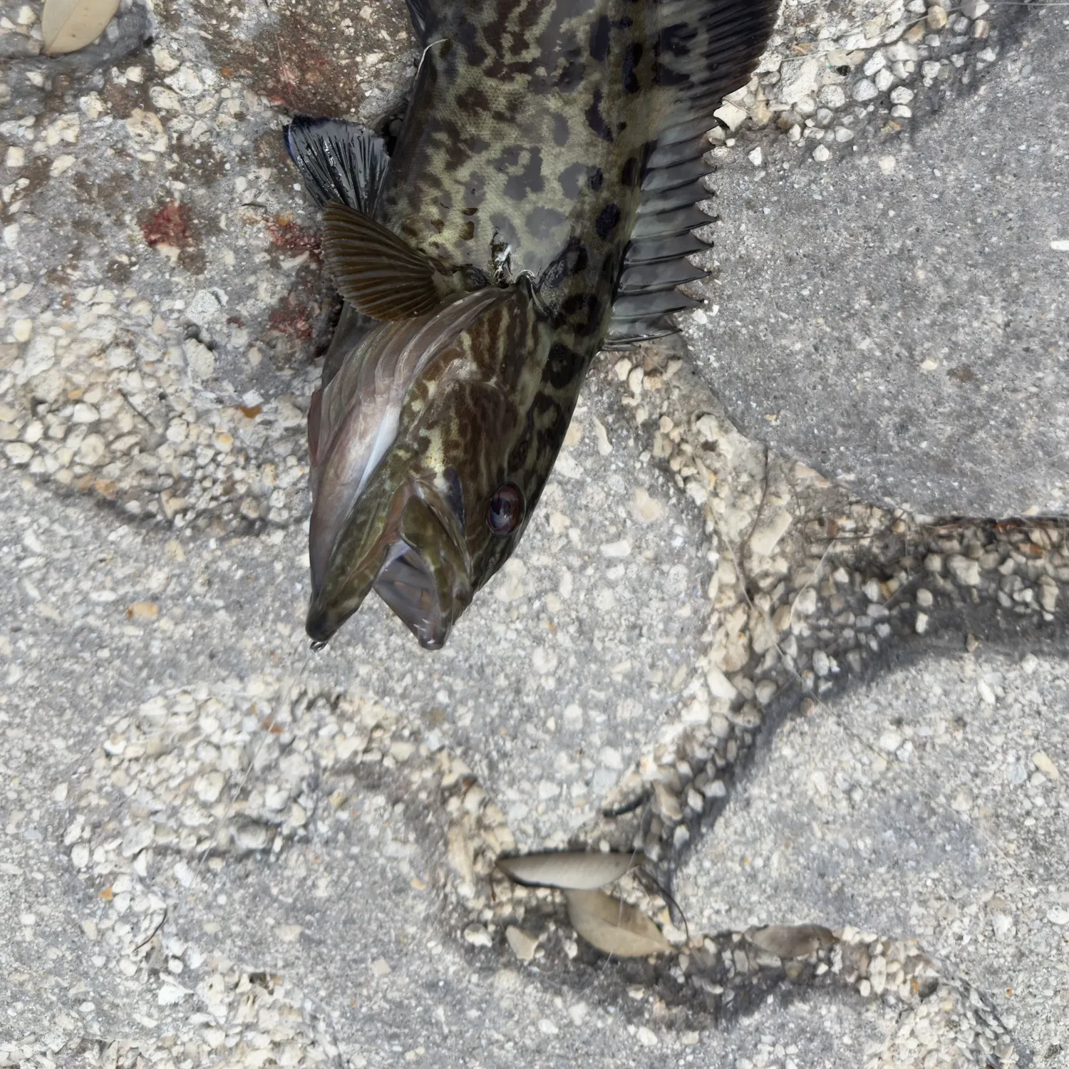 Black grouper caught on Fishbrain