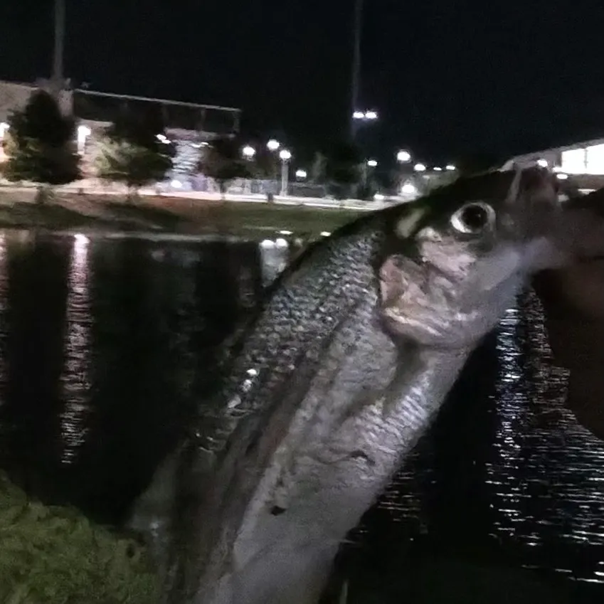 White bass caught on Fishbrain