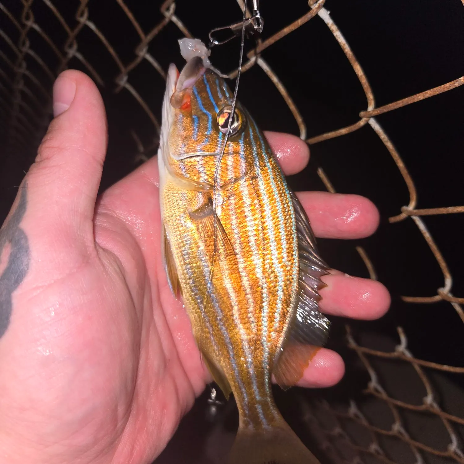 The most recent Bluestriped grunt catches on Fishbrain