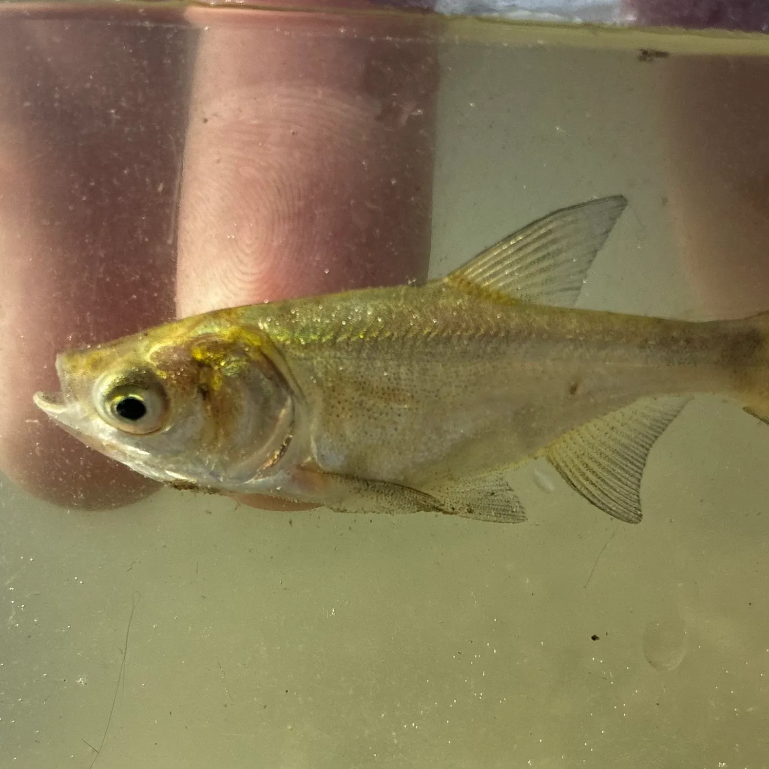 Bighead carp caught on Fishbrain