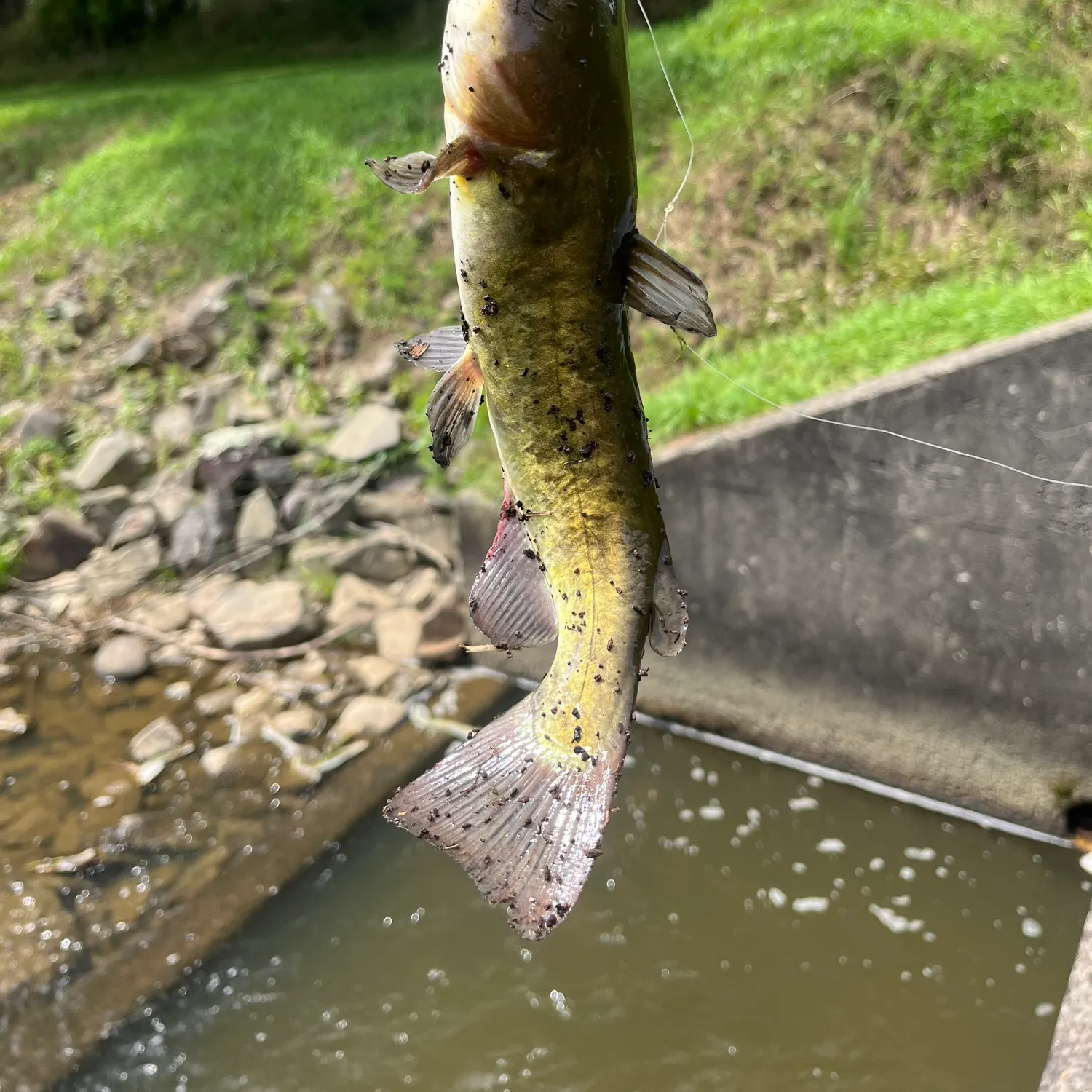 Black bullhead caught on Fishbrain