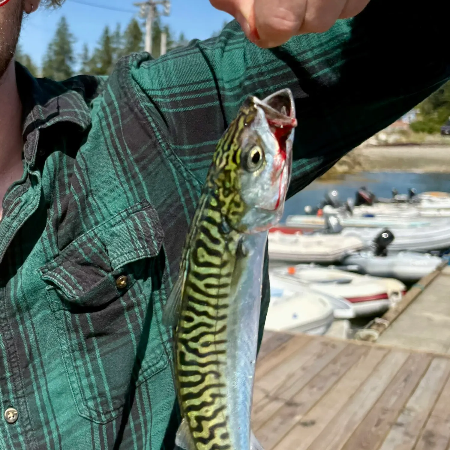 Atlantic mackerel caught on Fishbrain