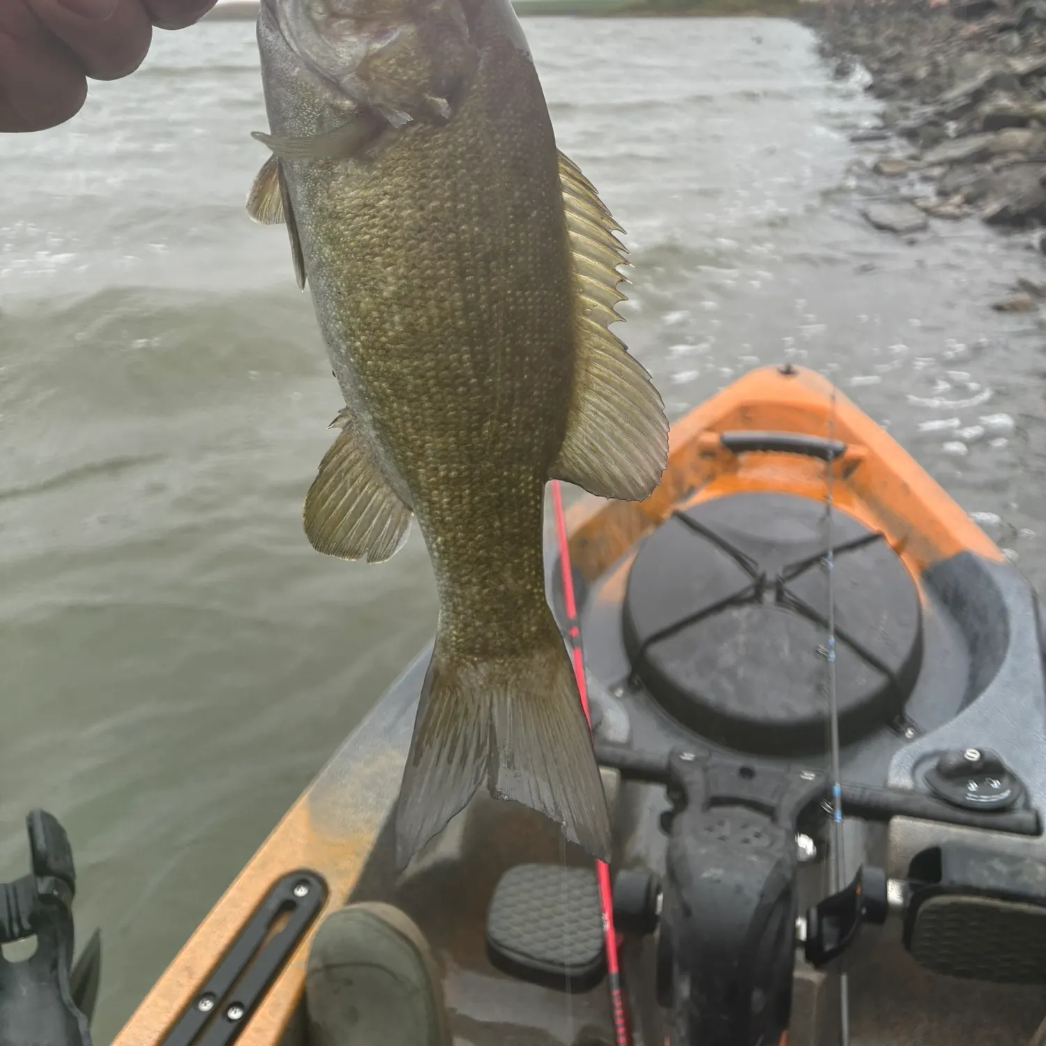 Smallmouth bass caught on Fishbrain