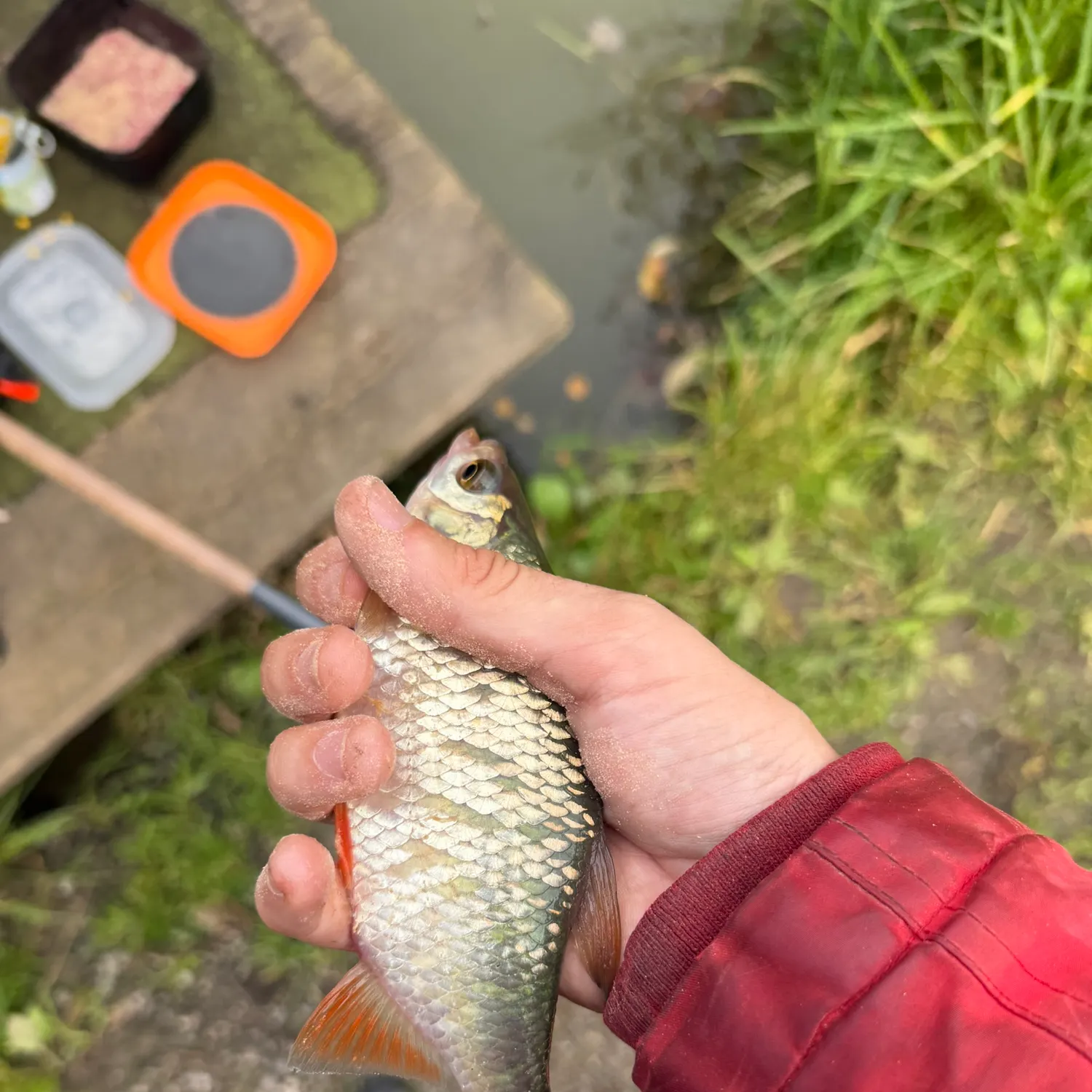 Common roach caught on Fishbrain