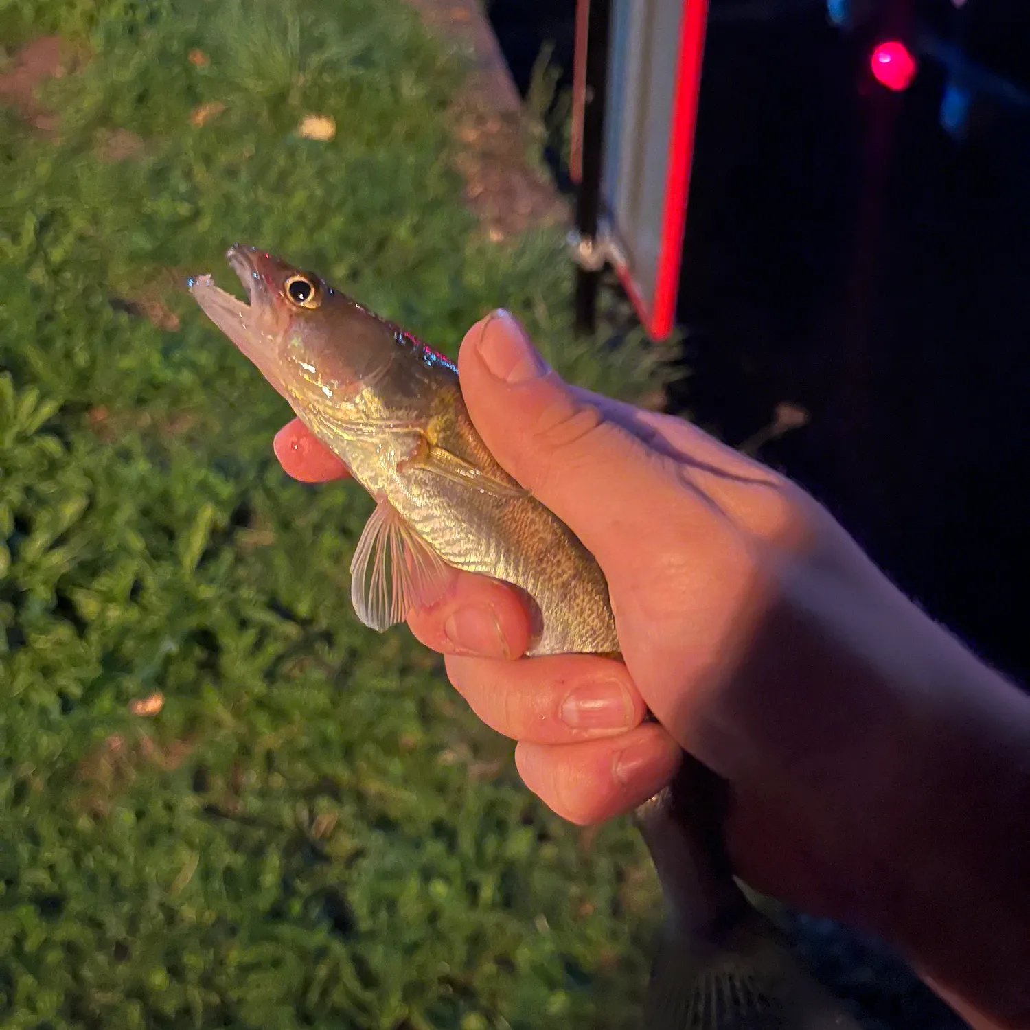 Zander caught on Fishbrain