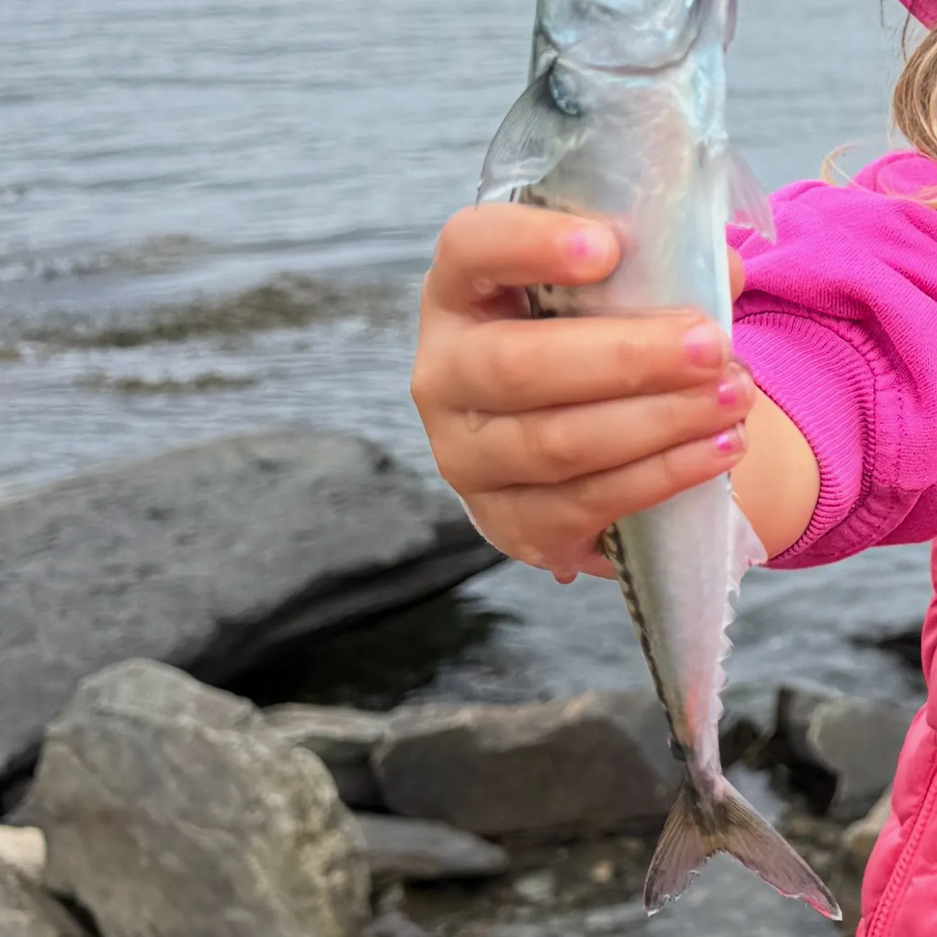 The most recent Atlantic mackerel catches on Fishbrain