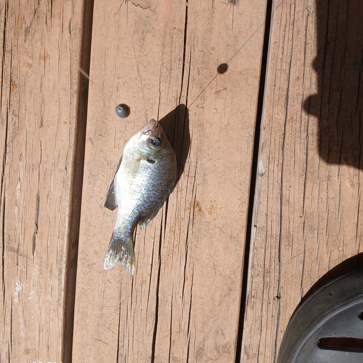 Bluegill caught on Fishbrain