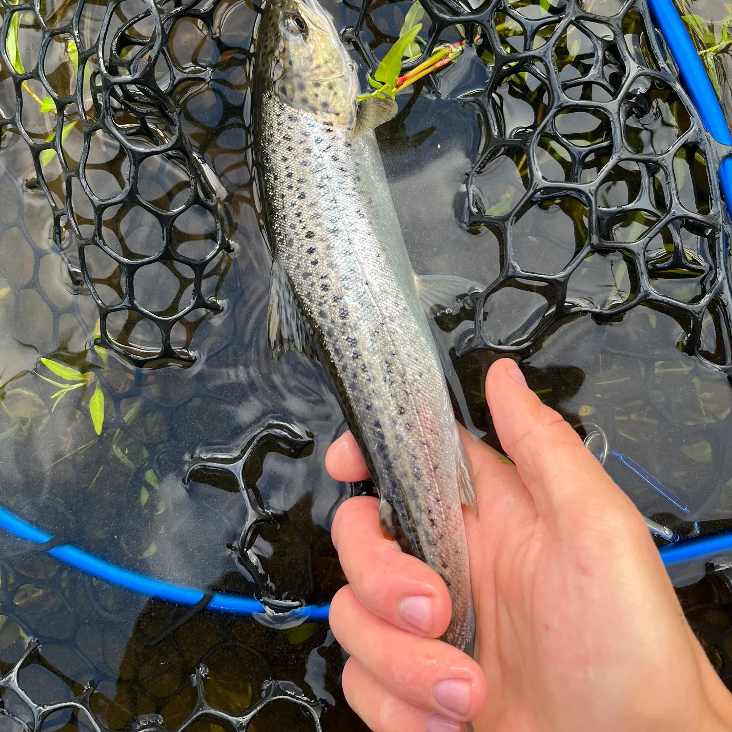 The most recent Sea trout catches on Fishbrain