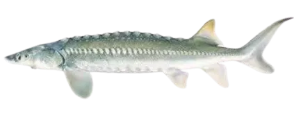 White sturgeon