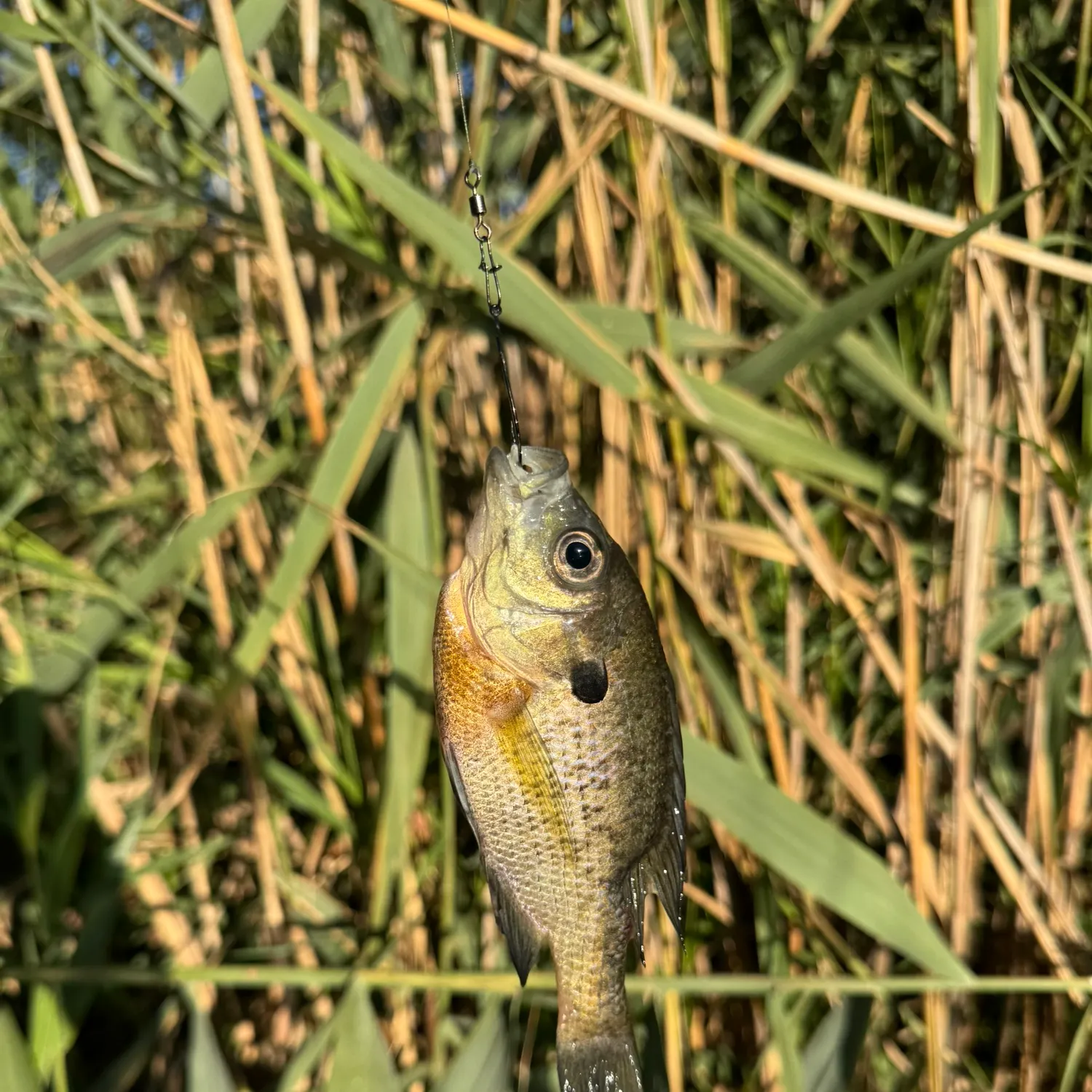 Bluegill caught on Fishbrain