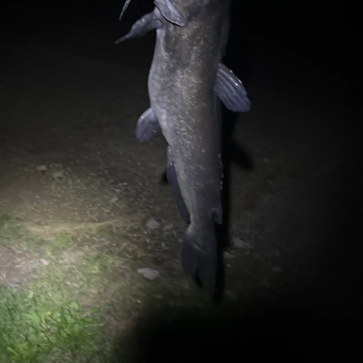 Channel catfish caught on Fishbrain