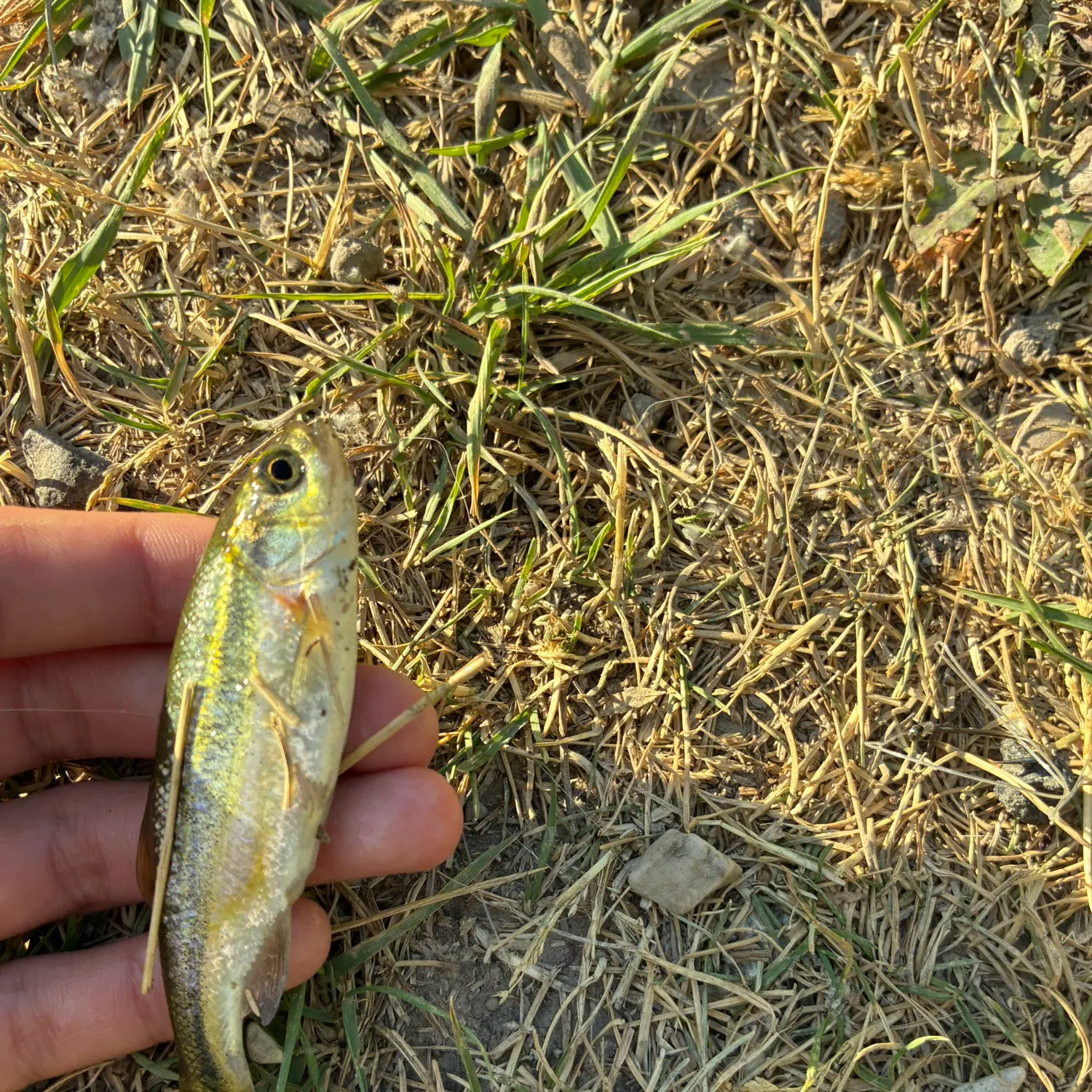 The most recent Ozark minnow catches on Fishbrain