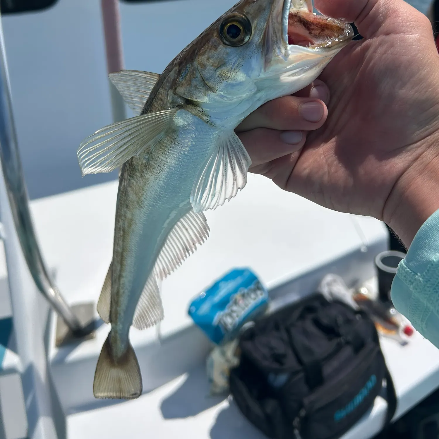 The most recent Silver hake catches on Fishbrain