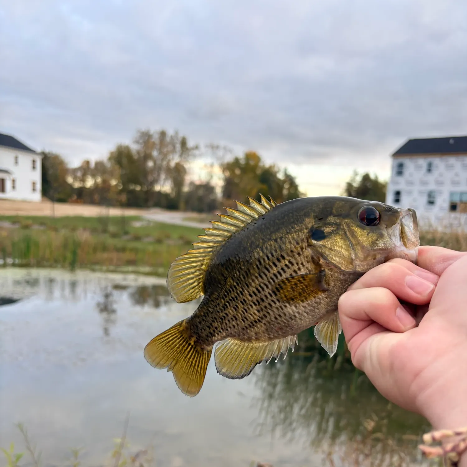 Rock bass caught on Fishbrain