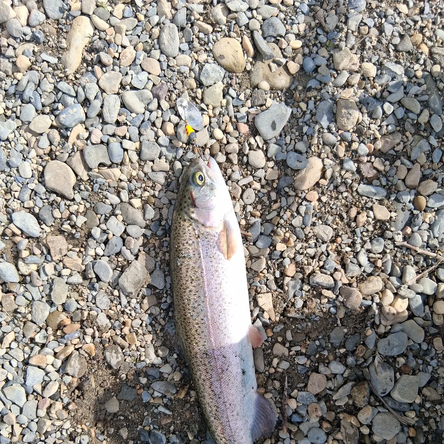 Rainbow trout caught on Fishbrain