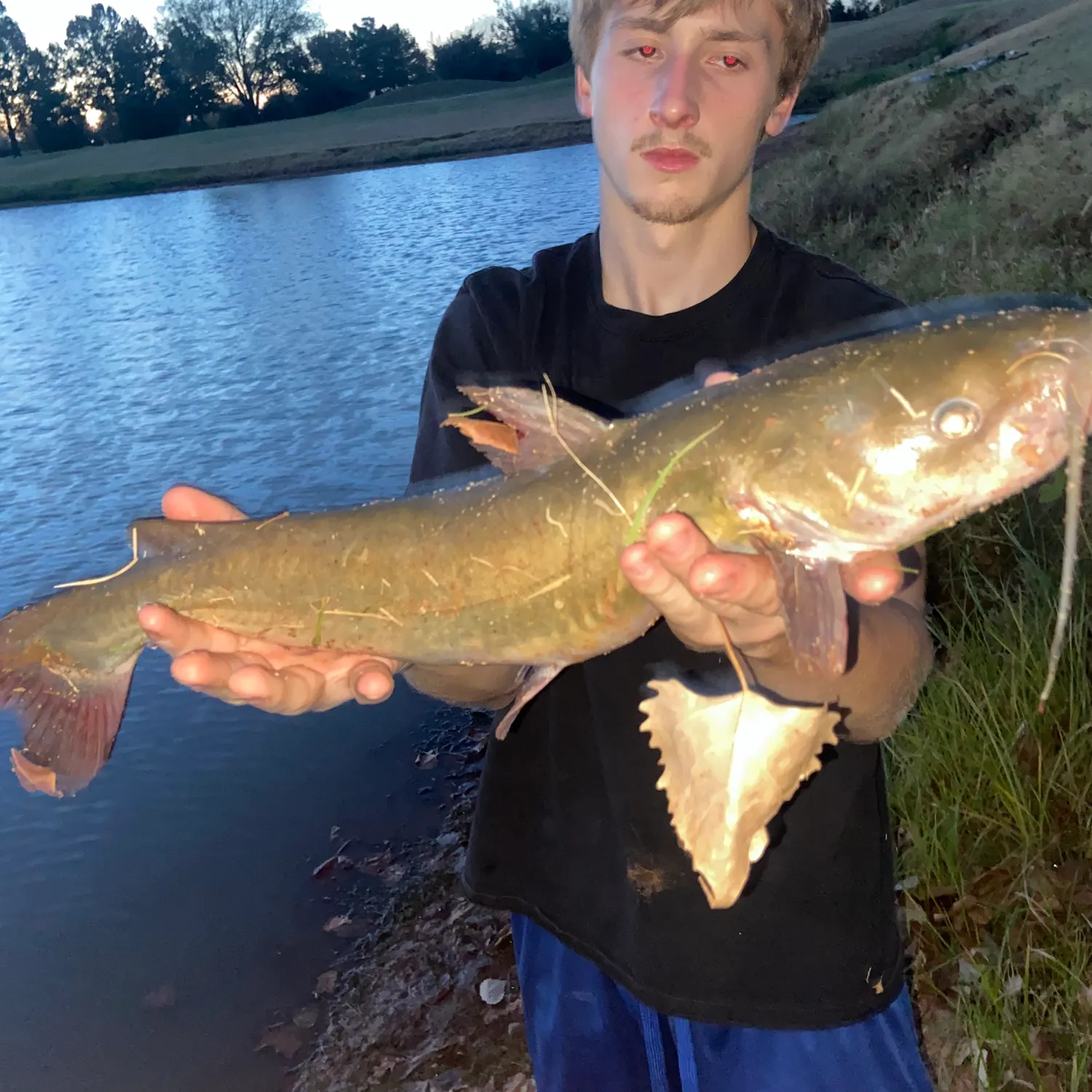 Channel catfish caught on Fishbrain
