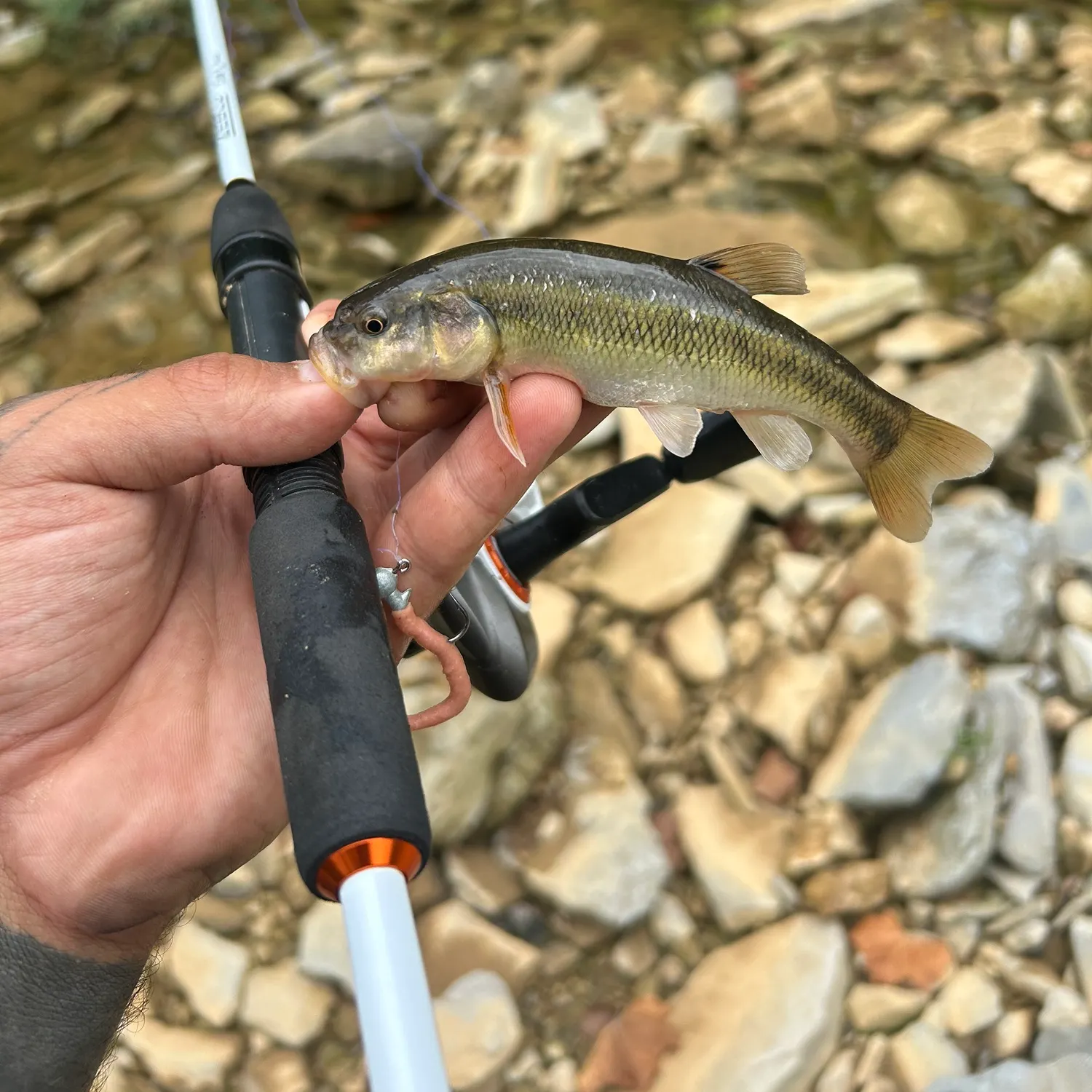 Creek chub caught on Fishbrain