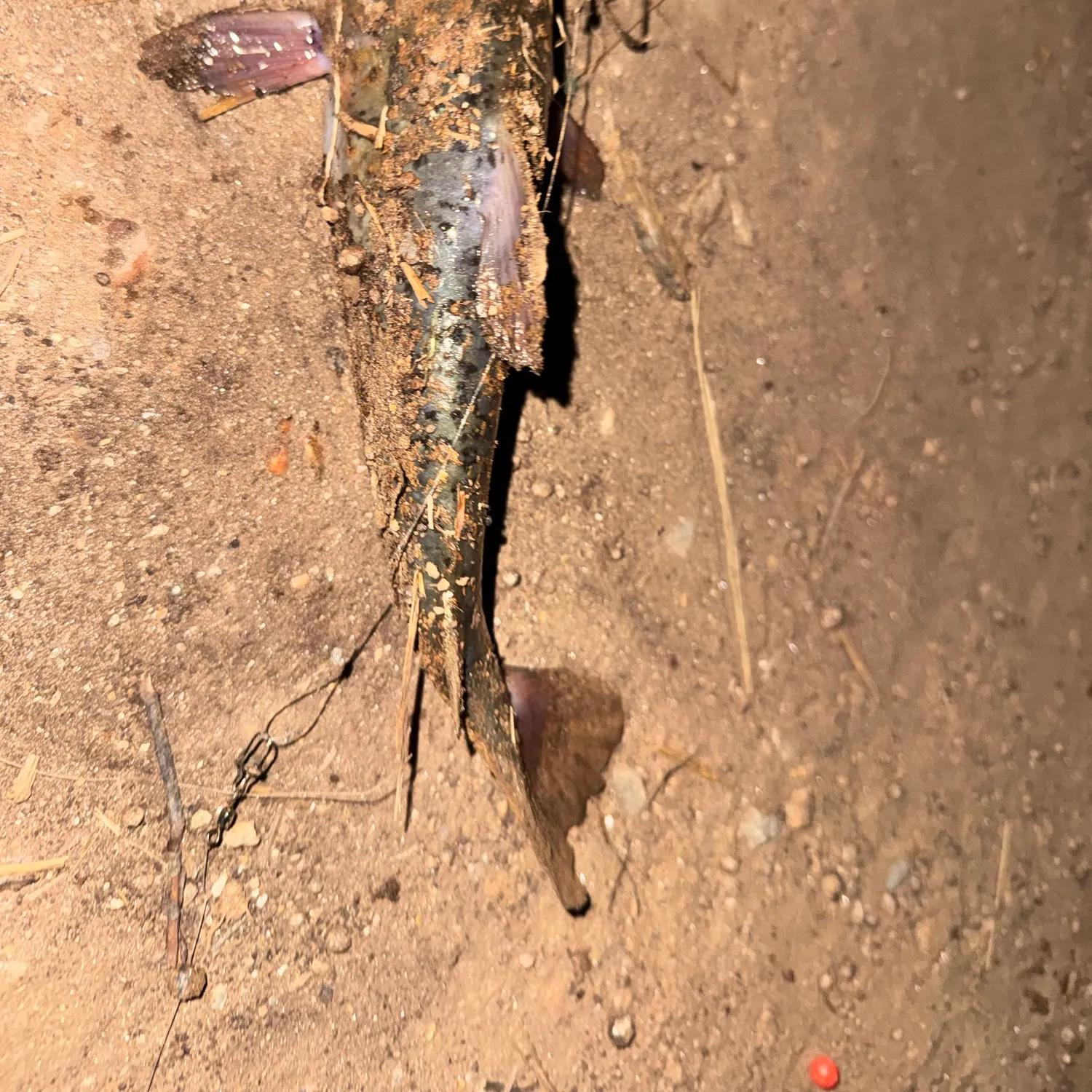 Brown bullhead caught on Fishbrain