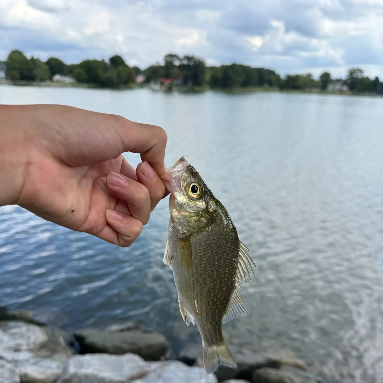White perch caught on Fishbrain