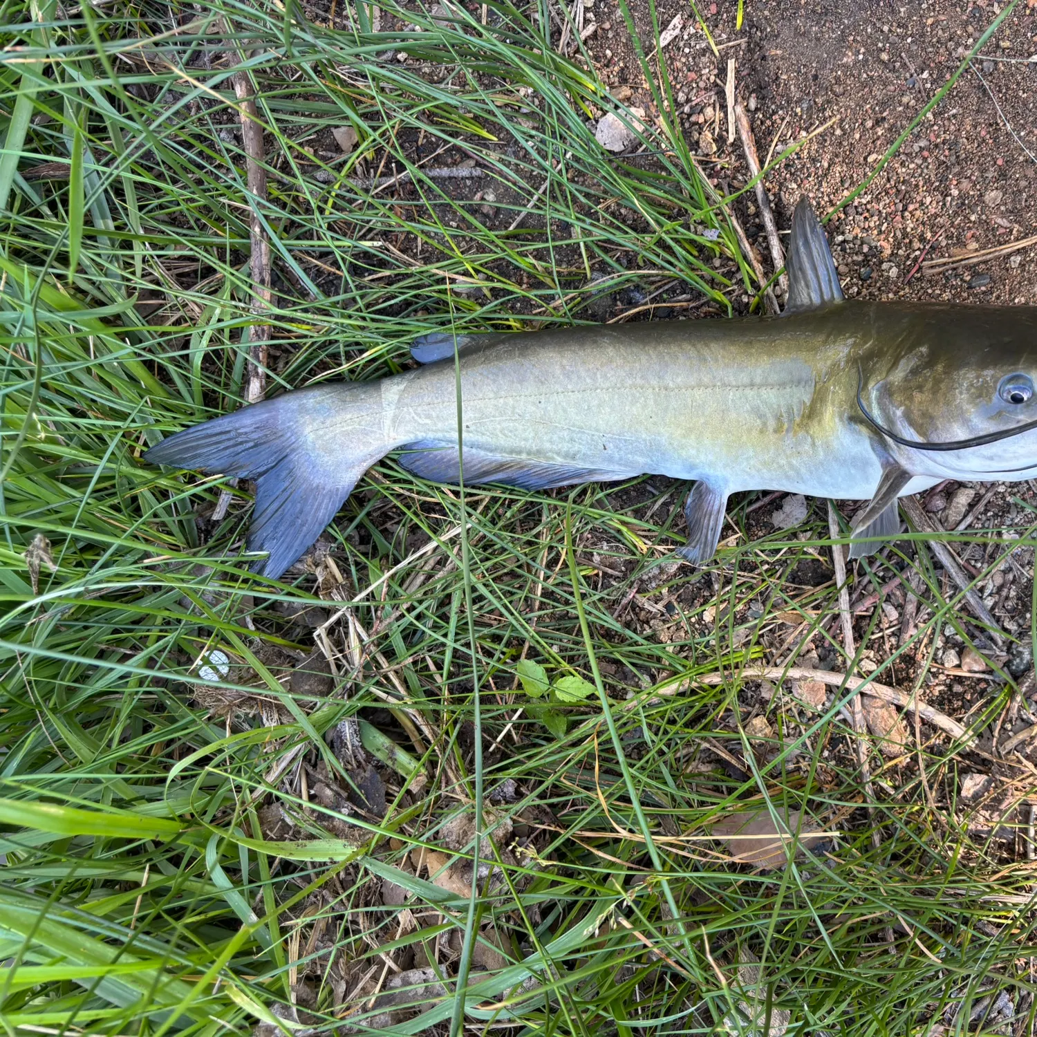 Channel catfish caught on Fishbrain