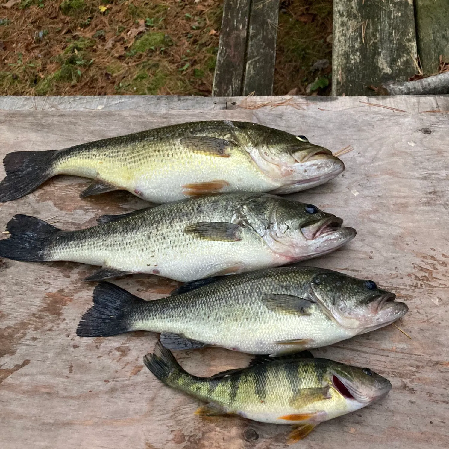 recently logged catches