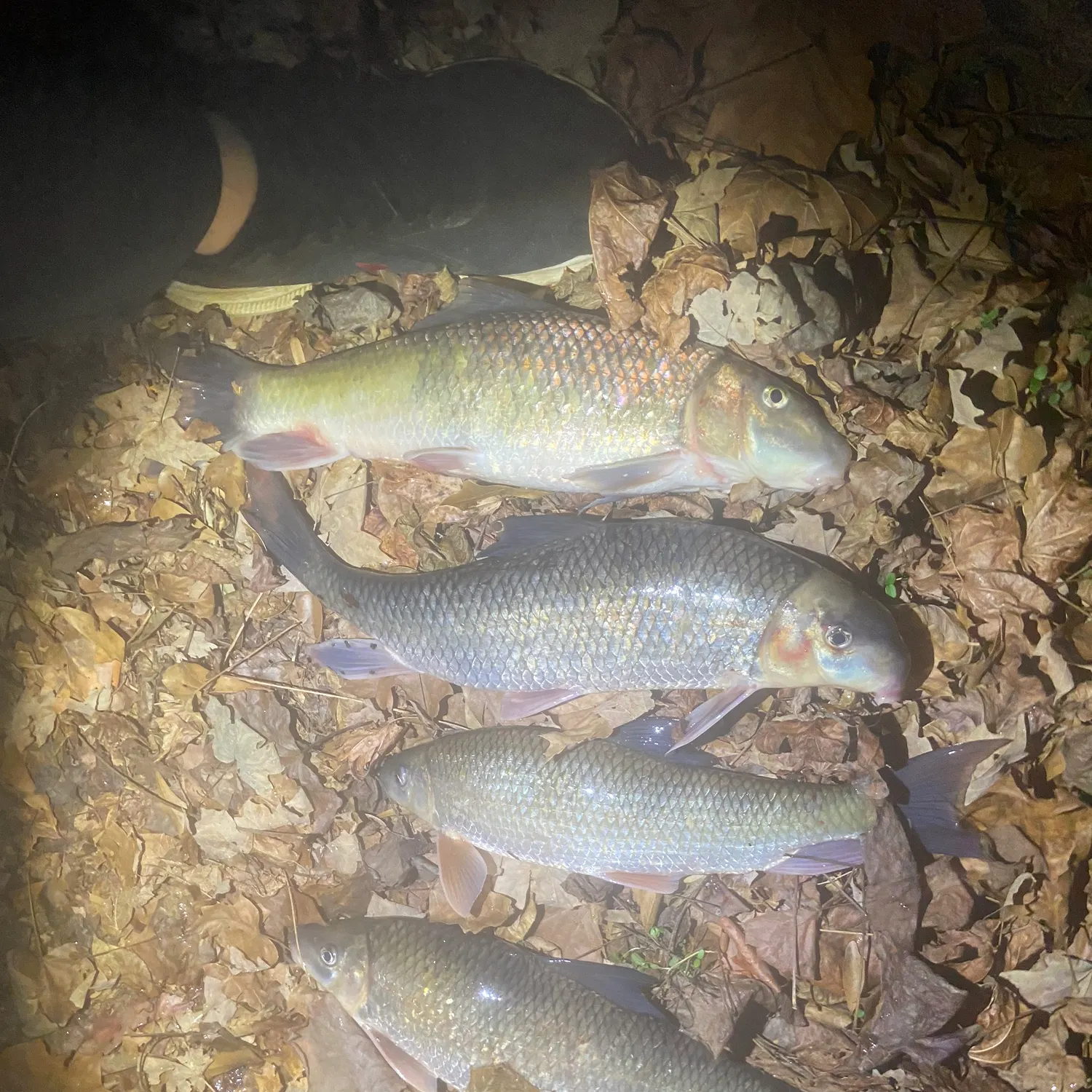 The most recent Silver redhorse catches on Fishbrain