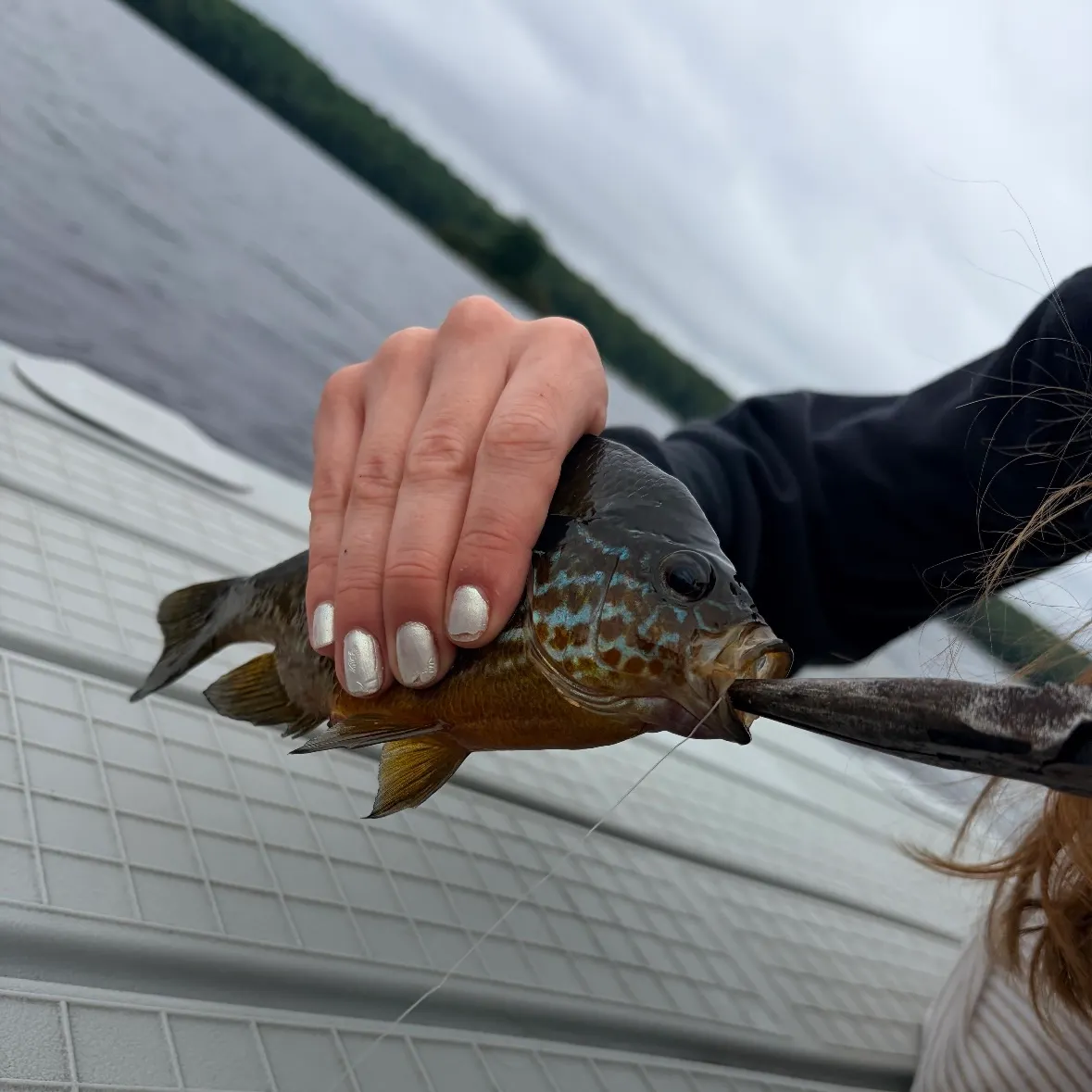Greengill hybrid caught on Fishbrain