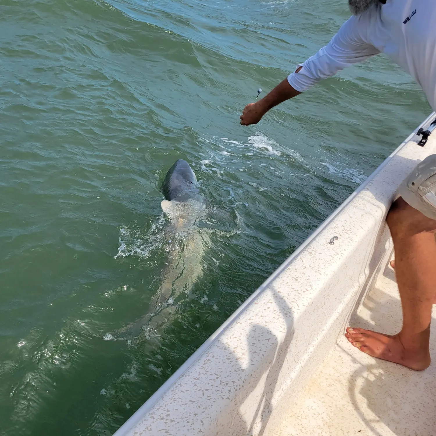 The most recent Blacktip shark catches on Fishbrain