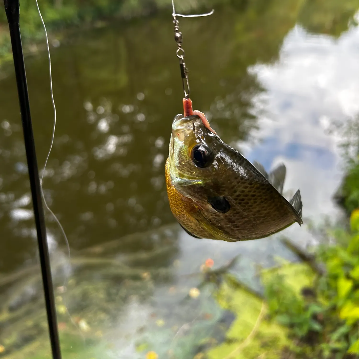 Fish caught on Fishbrain