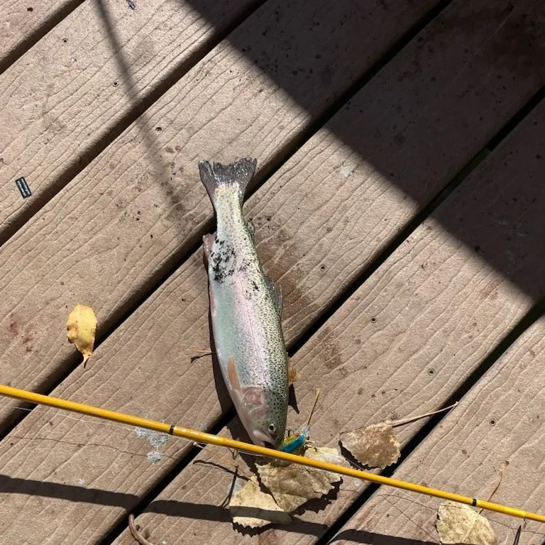 Rainbow trout caught on Fishbrain