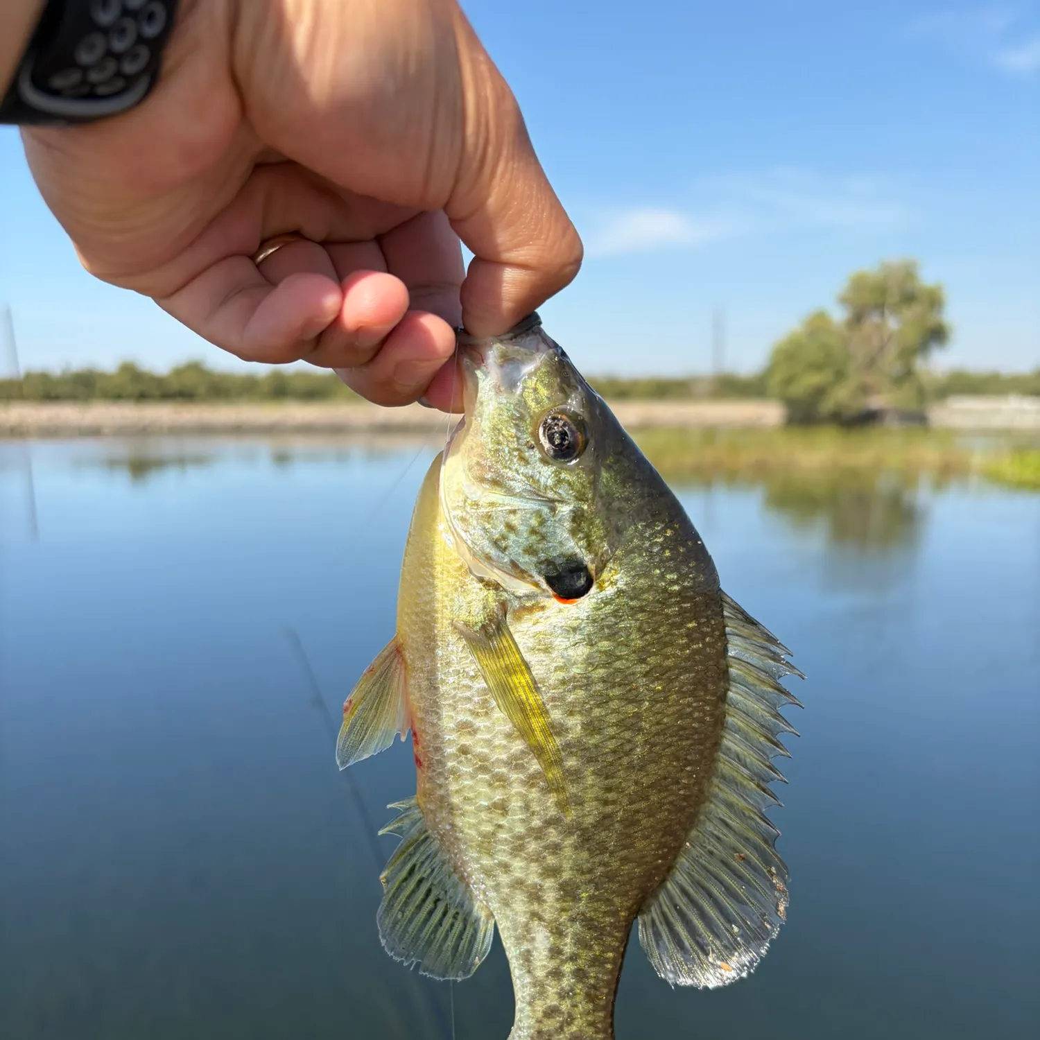 Redear sunfish caught on Fishbrain