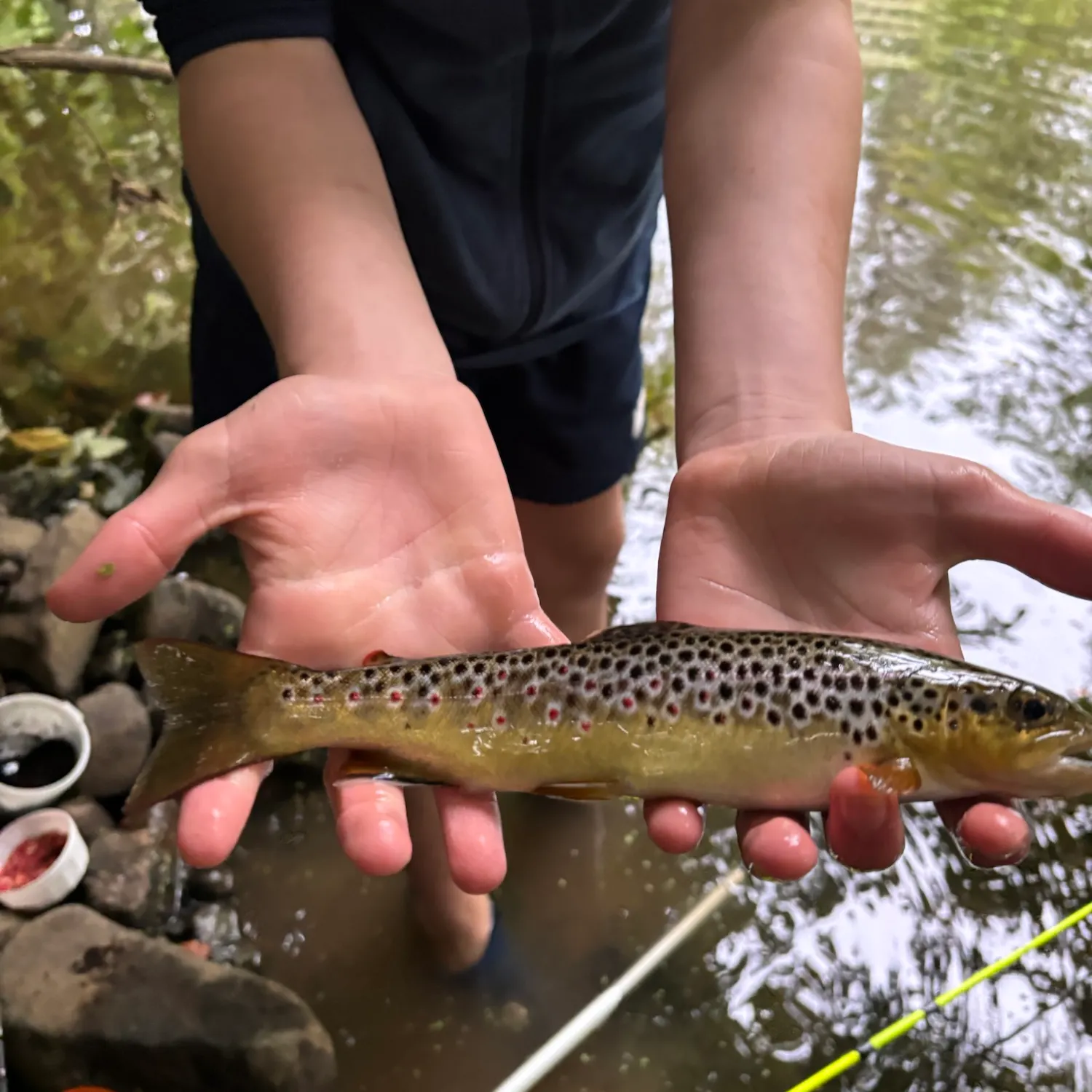Brown trout caught on Fishbrain