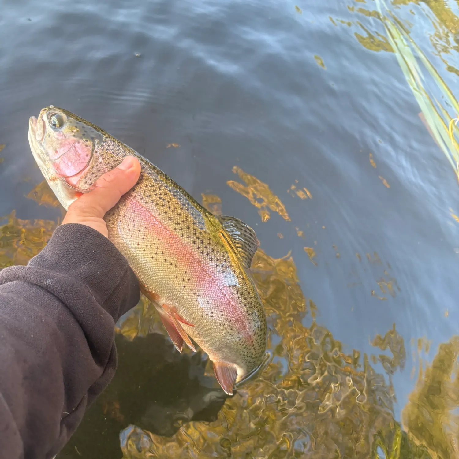Rainbow trout caught on Fishbrain