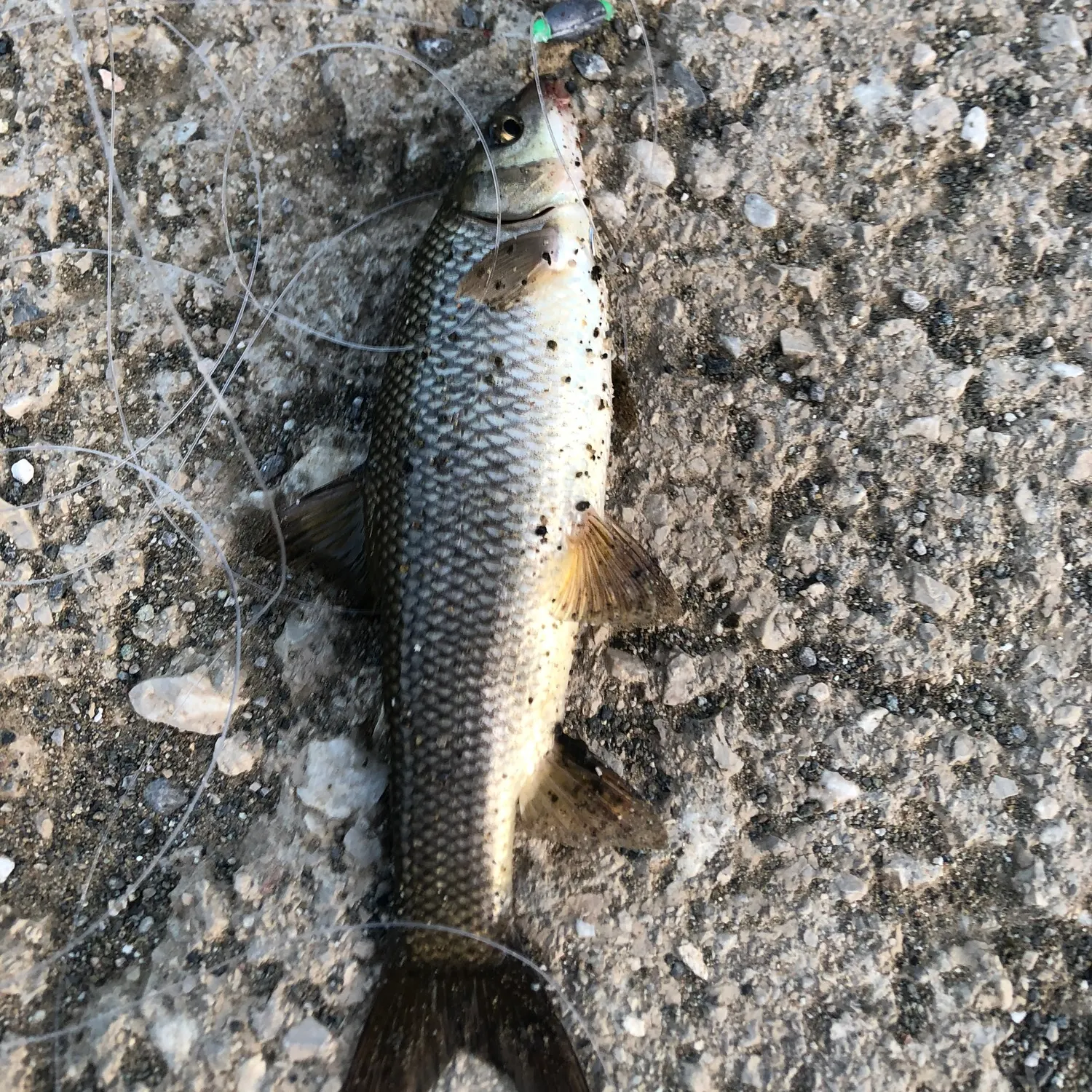 recently logged catches